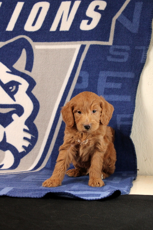 puppy, for, sale, Mini Goldendoodle F1B, Matthew B. Stoltzfus, dog, breeder, Gap, PA, dog-breeder, puppy-for-sale, forsale, nearby, find, puppyfind, locator, puppylocator, aca